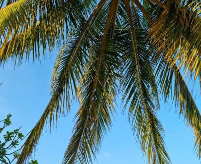 Rasdhoo Casa | Dhaankolhu Rasdhoo