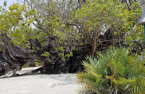 Milandhoo Casa | Dhaffalhu Tourist lodge