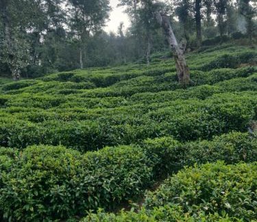 Vijaypur Casa | Dhamot Home Stay