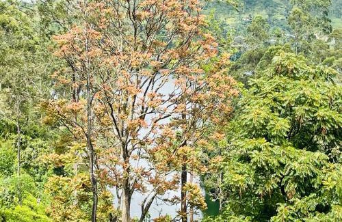 Hatton Casa | Dilusha home stay