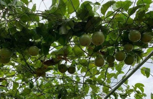 Phong Dien Casa | Discovery Mekong local's life - Breakfast TwoBoatTours Included for 2nights