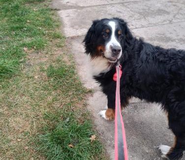 Gorki Mae Apartamento | Dog friendly Dom, apartamenty Wichrowe Wzgórza z basenem Brenna