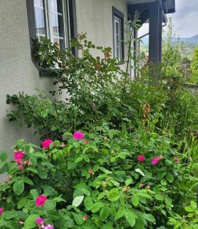 Zywiec Apartamento | Dom nad jeziorem Oblasek