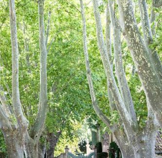 St.-Remy-de-Provence Cama Y Desayuno | Domaine de Chalamon
