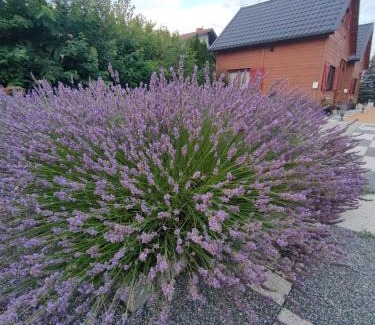 gmina Przeciszow Chalet De Esquí | Domki Na Winnicy Zator Przeciszów