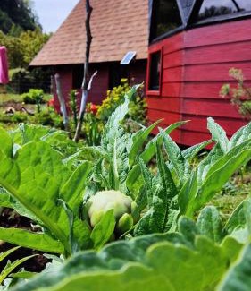 Conaripe Apartamento | Domo Vive Pellaifa