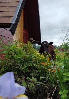 Conaripe Apartamento | Domo Vive Pellaifa