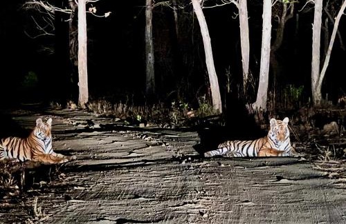 Pandharkawada Cabina | Dr Bones jungle home Tipeshwar wildlife sanctuary