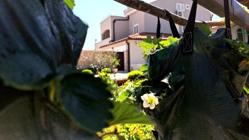 Cilipi Apartamento | Dubrovnik Airport Apartment Tea