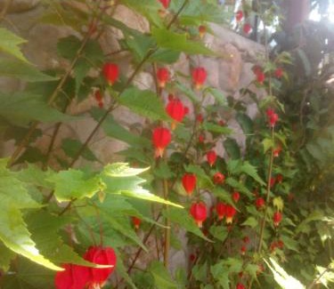 Urubamba Cama Y Desayuno | EColodge Ccatan