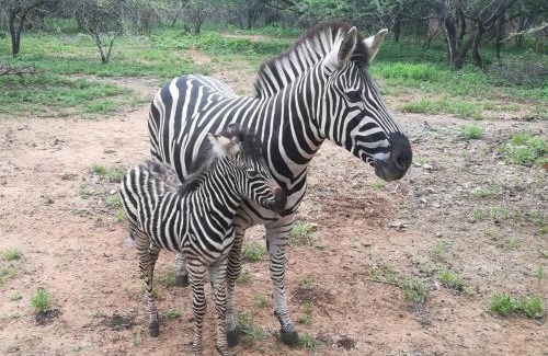 Marloth Park Casa | Edjami Lodge
