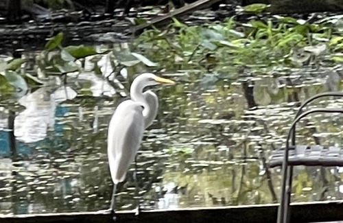 Satsuma Cabaña | Egret's Landing .A great little cottage for relaxing and fishing on Dunn's Creek
