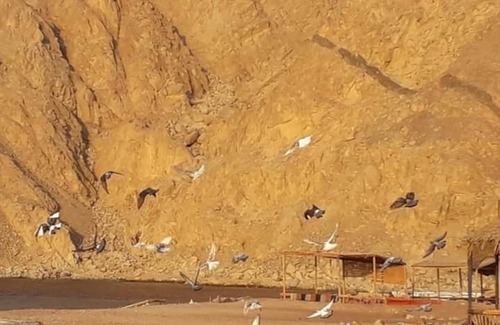 Dahab Otro | El Wady Camp