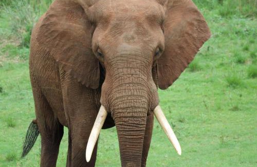 Nkomazi Hotel | Elephant Walk Tented Camp