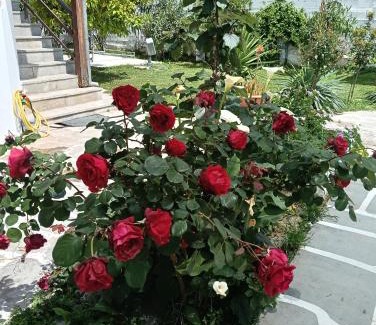 Paralia Ofryniou Apartamento | Elizabeth's apartment1