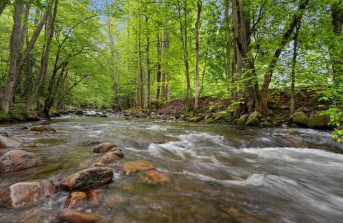 Cosby Casa | Elk Rapids on Cosby Creek cabin