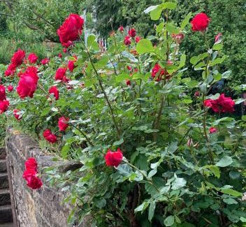 Matlock Cama Y Desayuno | Ellen House Bed and Breakfast