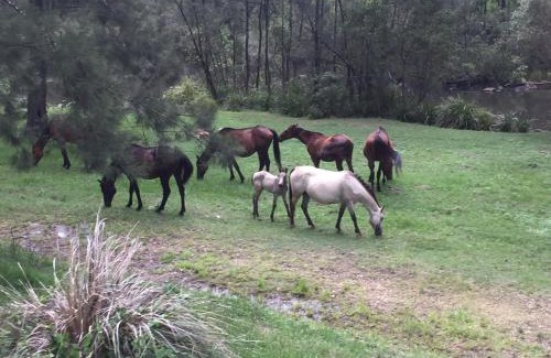 Tabulam Otro | Emu Creek Retreat