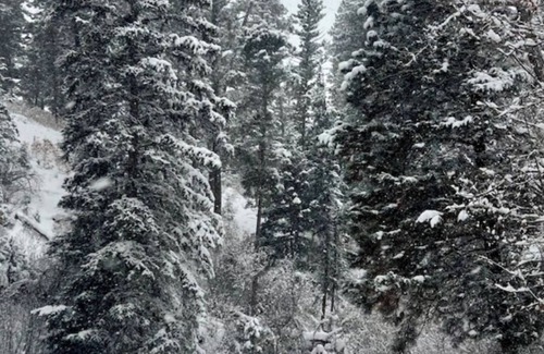 Taos Cabina | Enchanting home with modern amenities, private and immersed in nature.