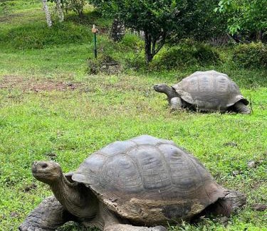 Puerto Ayora Otro | Endemic Glamping - Galápagos frontier