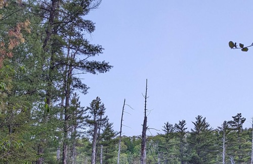 Wolfeboro Cabina | Escape to nature! Cozy cabin near the river and on the snowmobile & bike trails!