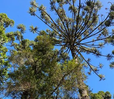 Monte Verde Chalet De Esquí | Espaço arborizado com Casa e Chalé em bairro nobre de Monte Verde