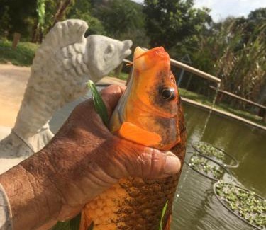 Cunha Casa | Estalagem Sitio Colibri