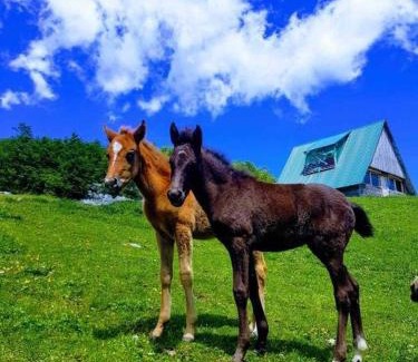 Zabljak Chalet De Esquí | Etno village Katun