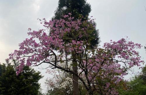 Shillong Casa | Evergreen Cottage