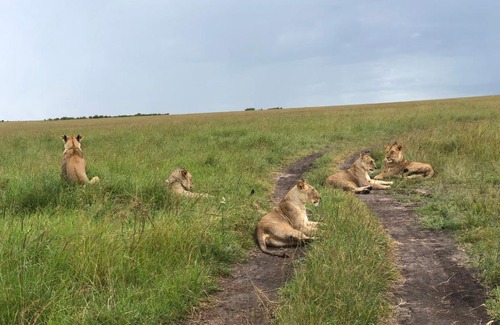 Maasai Mara Hotel | Explore Mara Camp