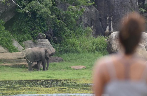 Dehiattakandiya Otro | Explorer by Eco Team - Maduru Oya National Park