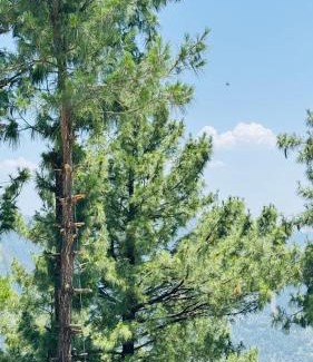 Nathia Gali Apartamento | Faimly cottages