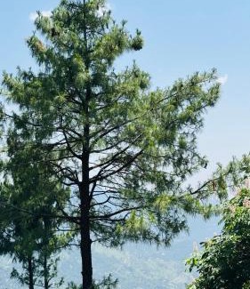 Nathia Gali Apartamento | Faimly cottages