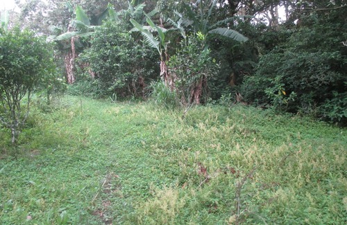 Concepción Alquiler De RV | farm in heredia with tons of forest and great hikes