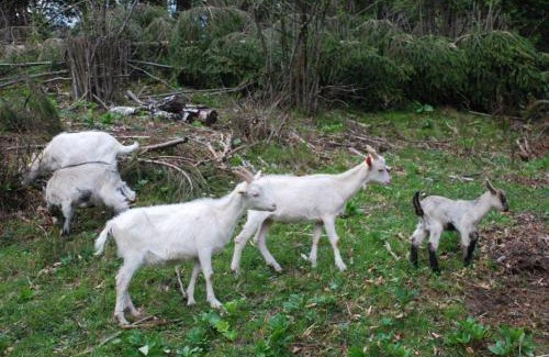 Bohinjska Bela Casa | Farm Stay Dolinar Krainer
