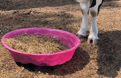 Putnam Hall Otro | FARM Stay Luxury Animal Experience