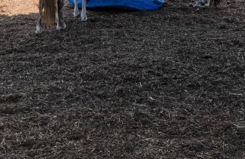 Putnam Hall Otro | FARM Stay Luxury Animal Experience
