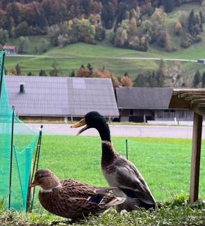 Hittisau Apartamento | Ferienwohnung Schönenbühl