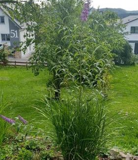Gersfeld Apartamento | Ferienwohnung Vreni