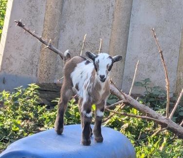 La Gortiere Cama Y Desayuno | ferme de la gortiere