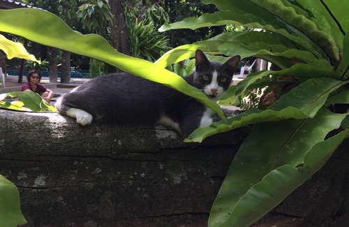 Chalong Complejo | Fern House Retreat