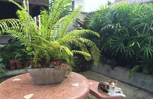 Chalong Complejo | Fern House Retreat