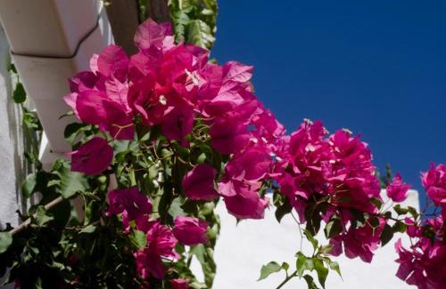 Benalauría Apartamento | Finca La Rana Verde