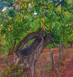 Galaroza Casa | Finca la Viriñuela