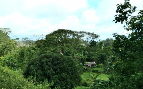 Puerto Jiménez Hotel | Finca Sueno de Osa