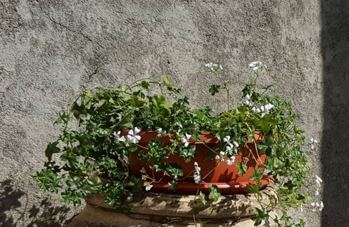 Capodimonte Apartamento | Apartamento "Fiordaliso", a pocos pasos del lago.