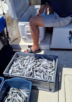 Primosten Alquiler De Eote | Fishing Chatrer -Big game-izleti brodom