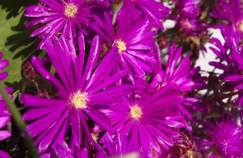 Mertola Casa | Flor de Laranjeira