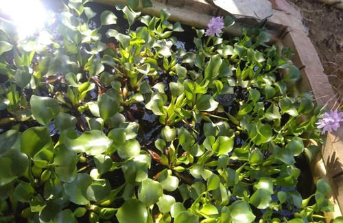 Mazunte Casa | Flor de Mayo domo ecológico