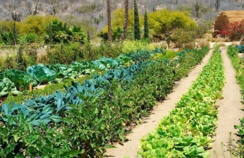 San José del Cabo Cabaña | Flora Farms Culinary Cottage - One of a Kind! 2.5 br, 2 bathroom, sleeps 6